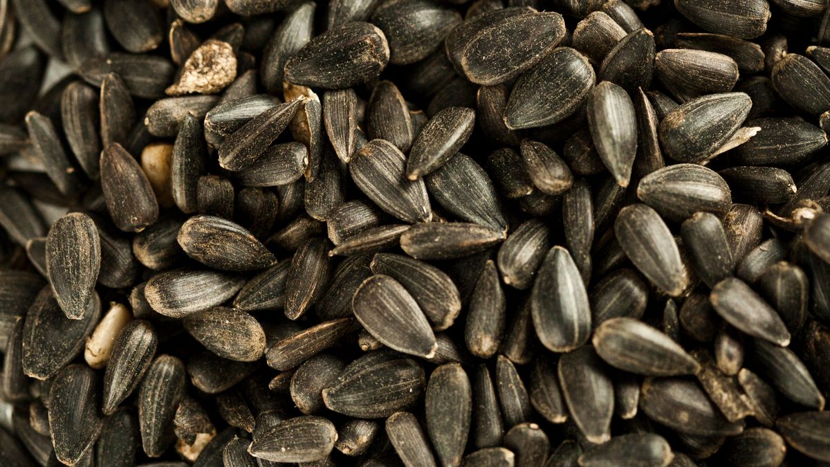 Ziarna słonecznika