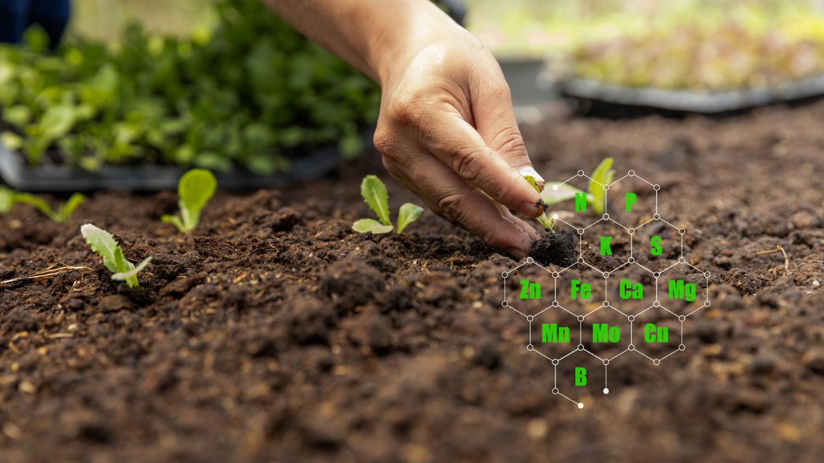 Jak sprawdzić pH gleby. 