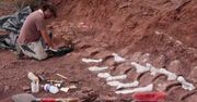 Skamieliny dinozaura z Argentyny. Przełomowe odkrycie naukowców