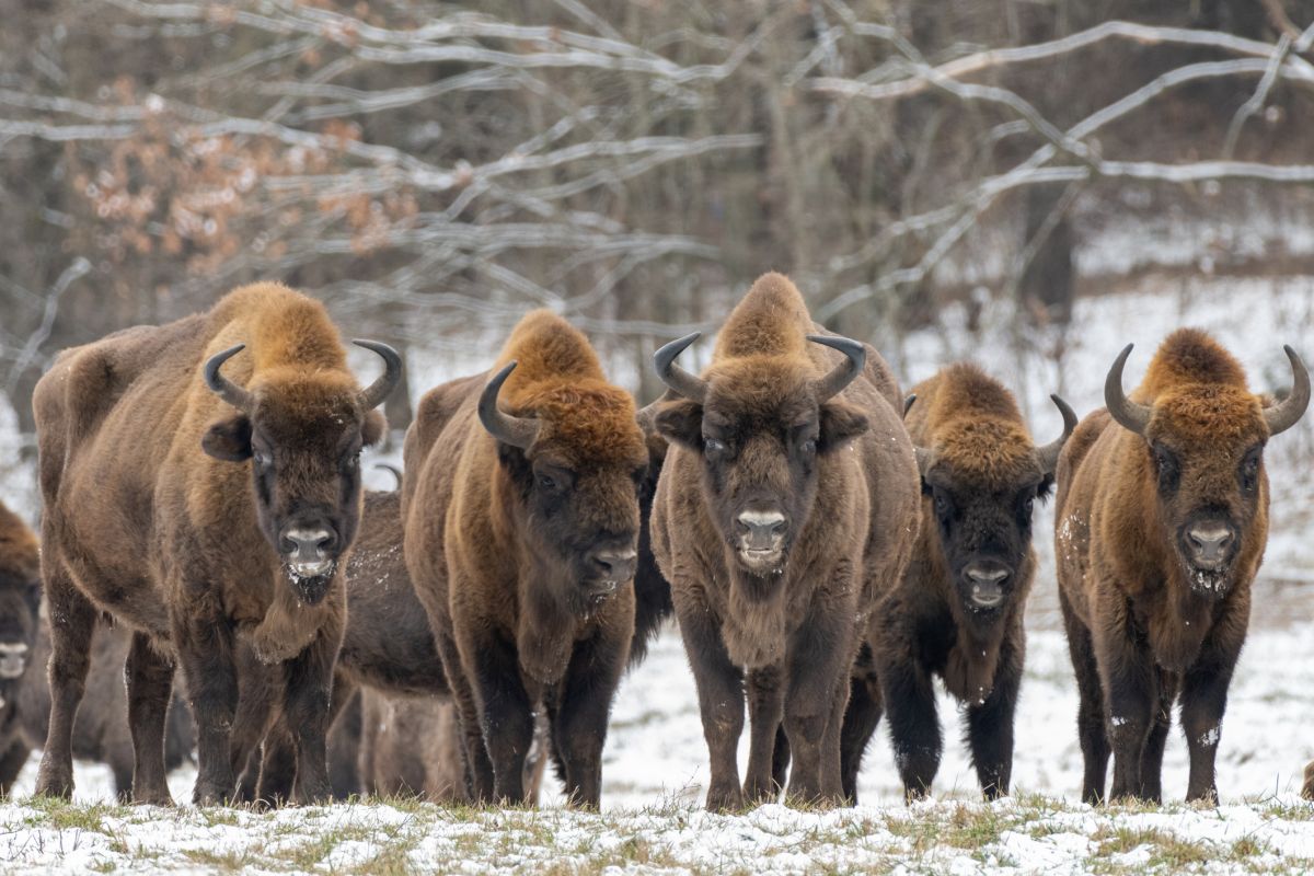Fatalne wieści z Bieszczad. Osiem żubrów z nieuleczalną chorobą