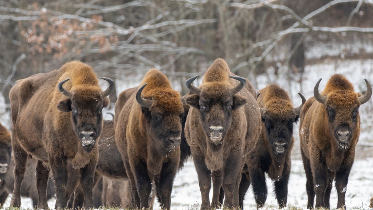Osiem żubrów zostanie poddanych eutanazji; zdj. poglądowe