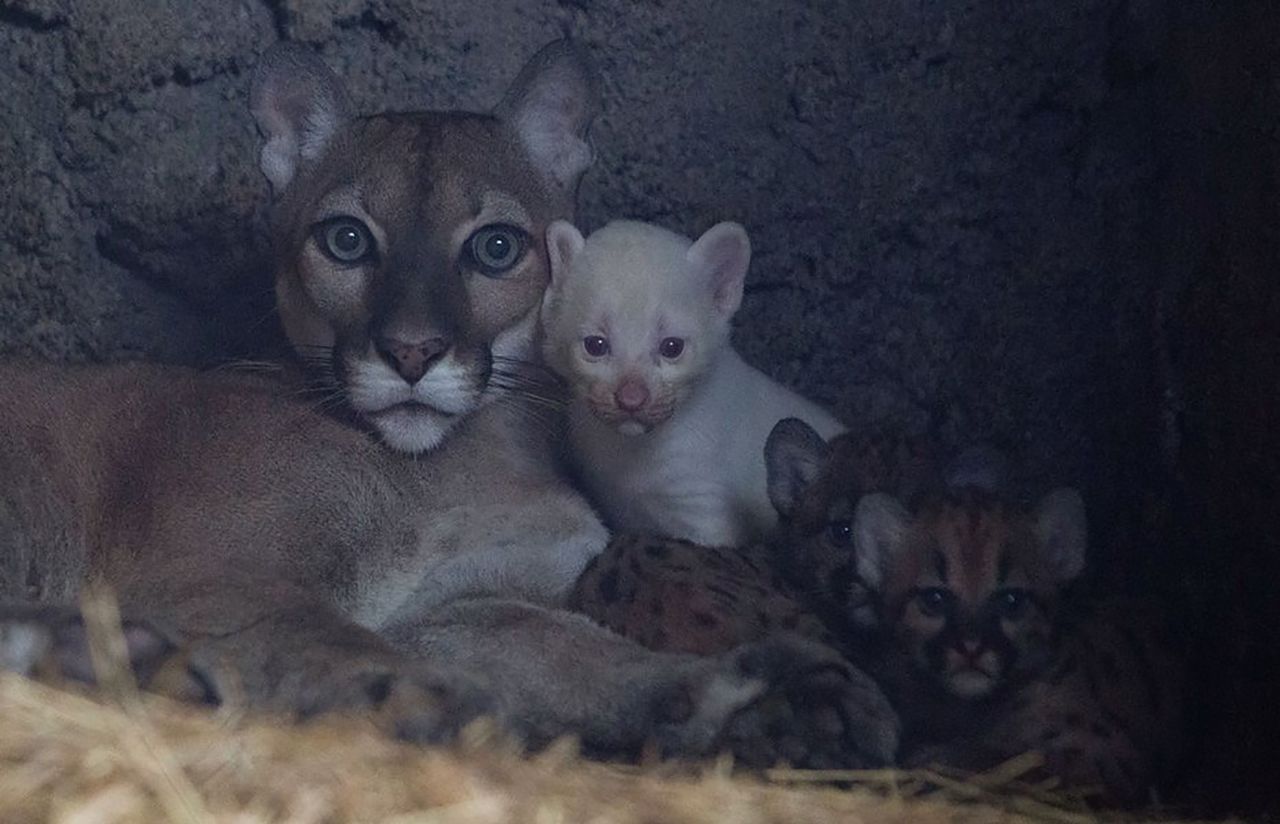 Puma-albinos przyszła na świat w Nikaragui. Zwierzę jest ekstremalnie rzadkie