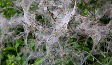 Nadleśnictwo Kolbudy. "Zdjęcia jak z filmu grozy"