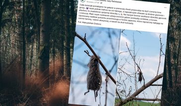 Ciała zwierząt ponabijane na gałęzie. W polskim lesie sceny jak z horroru