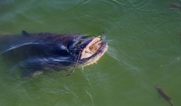 Sum / zdjęcie ilustracyjne 