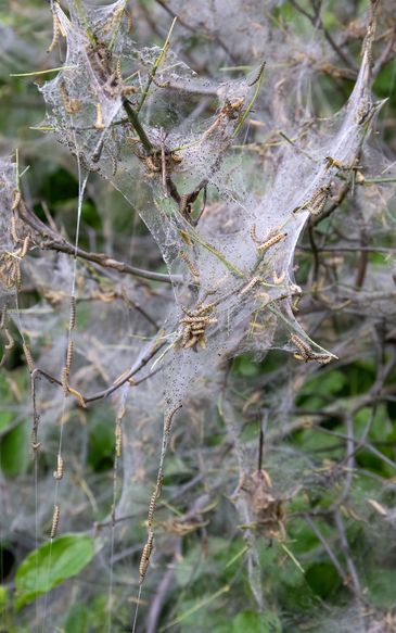 Larwy motyli z rodziny namiotnikowatych (Yponomeutidae)