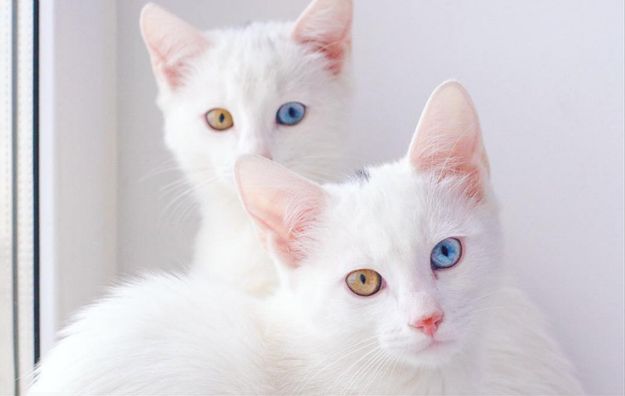 Najpiękniejsza para kocich bliźniąt na świecie? Poznajcie Iriss i Abyss