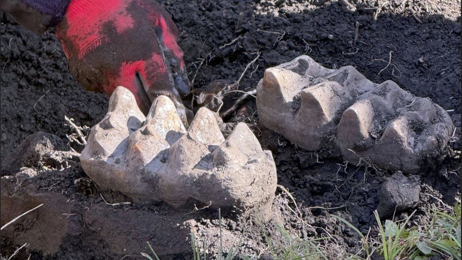 Amerykanin odkrył szczątki mastodonta 