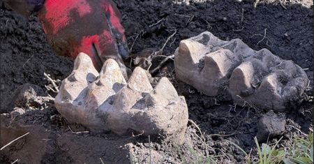 Znalazł je w ogrodzie. Okazało się, że to był tylko początek