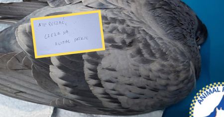 Znaleźli gołębia, a przy nim kartę "nie ruszać". Interwencja Animal Patrol