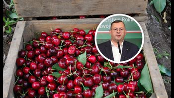 Załamanie na rynku wiśni. Ceny runęły. Jest reakcja w rządzie