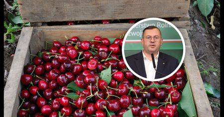 Załamanie na rynku wiśni. Ceny runęły. Jest reakcja w rządzie