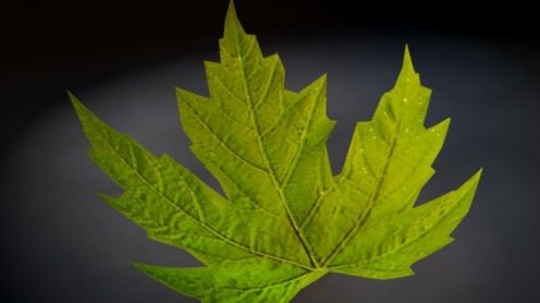 Jak mieć niemal darmowy prąd? Z liści na dachu! 1