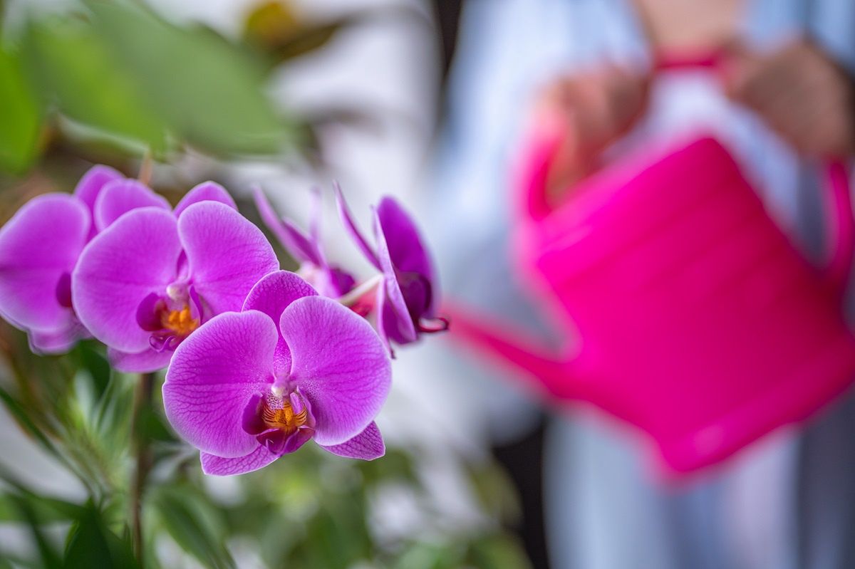 How to properly water your garden: Expert tips for healthy plants