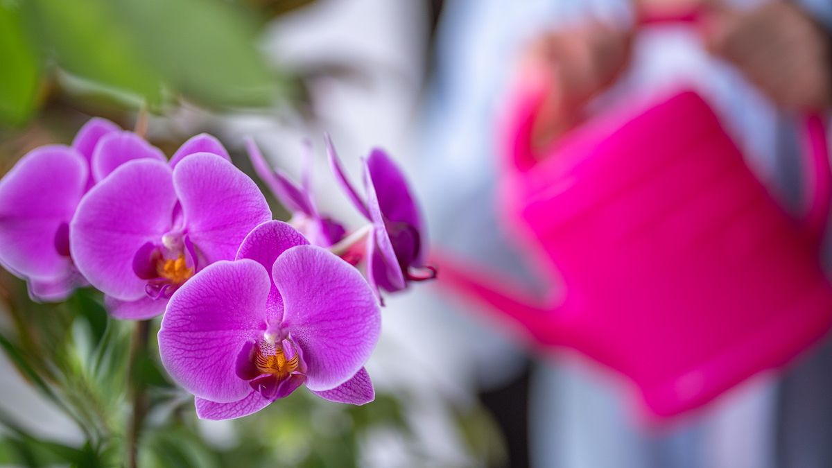Podlewanie storczyków to bardzo ważny element pielęgnacji.