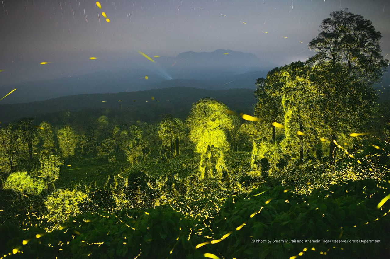 Miliardy świetlików rozświetliły noc. Cały las jarzył się na żółto-zielono