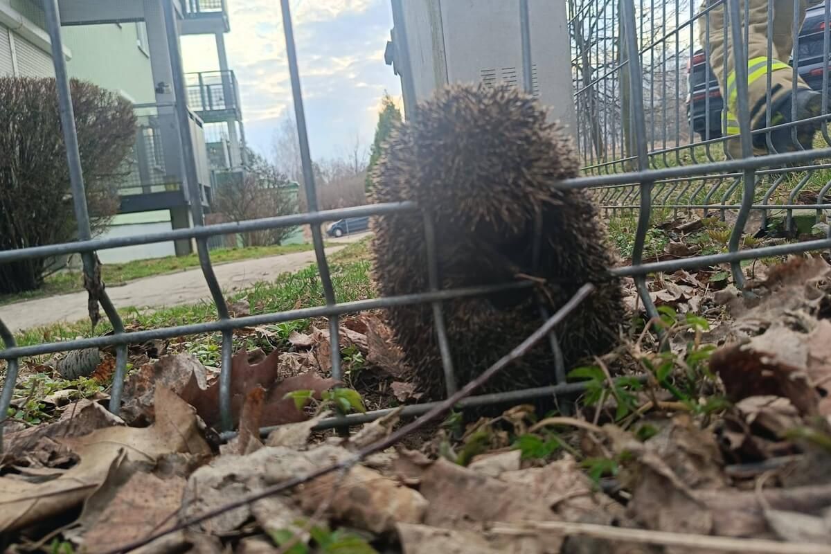Uwięziony w ogrodzeniu jeż