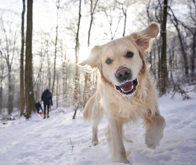 Psia rewolucja. Kraj UE chce zmian