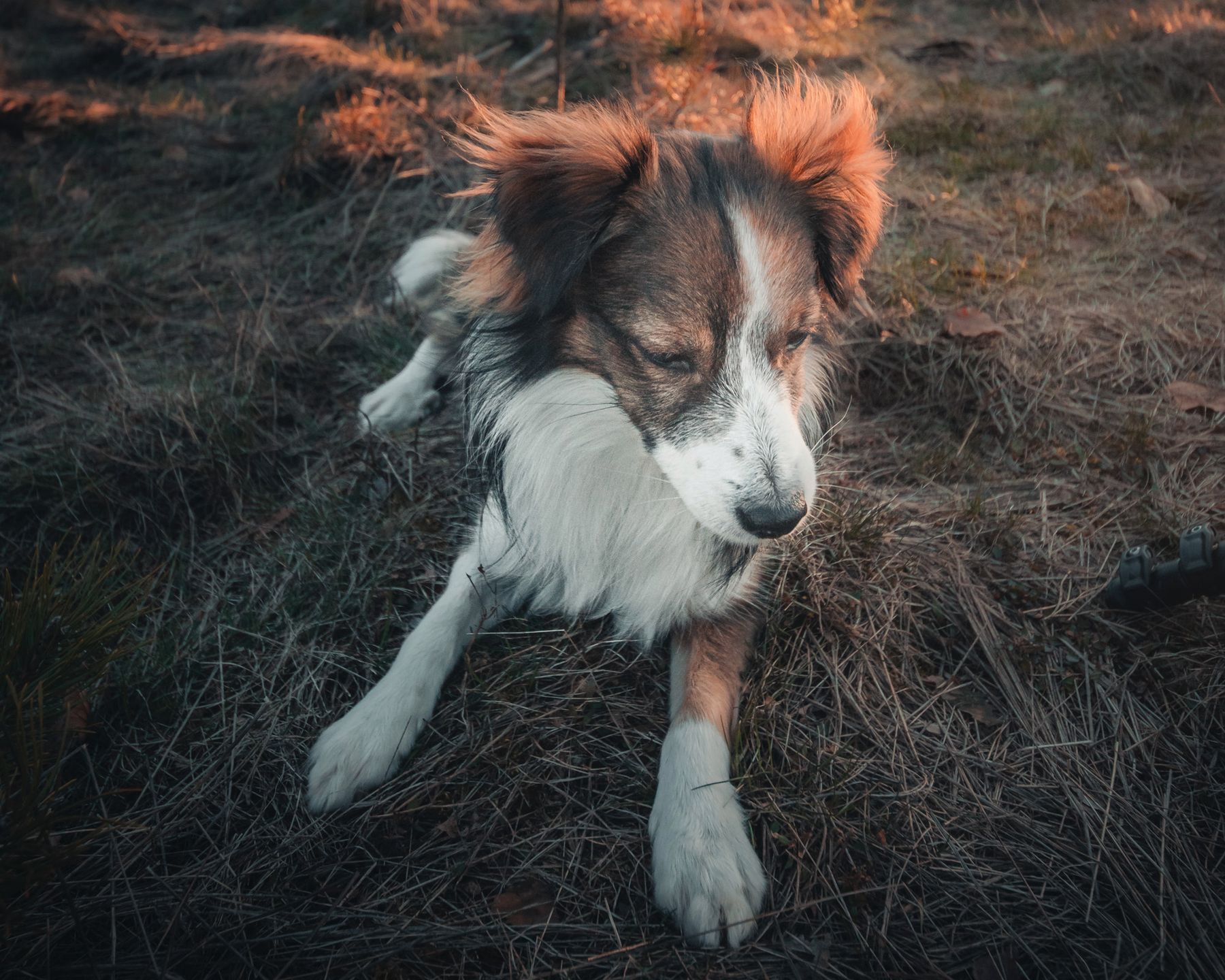 Apollo the Pies, czyli historia o moim małym fotograficznym przyjacielu 6