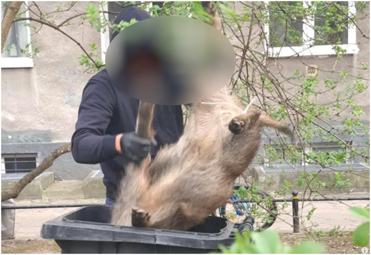 Horror na oczach mieszkańców Warszawy. Dziki zabite na placu zabaw