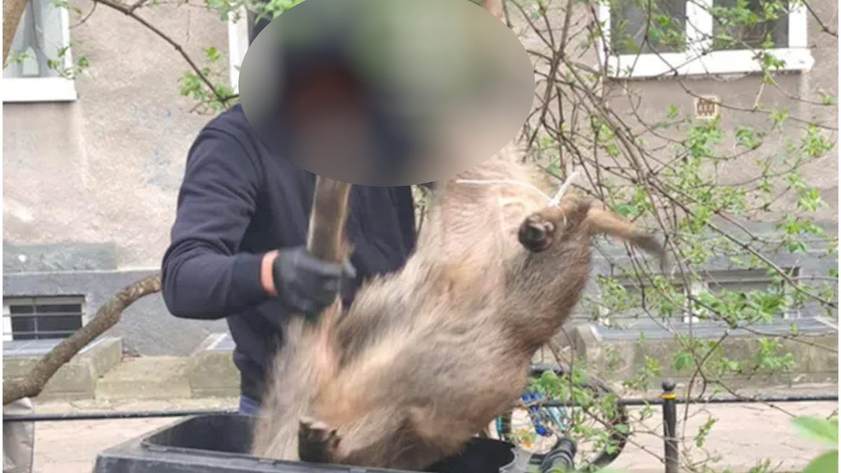 Zabite dziki były wrzucone do kubłów na śmieci.