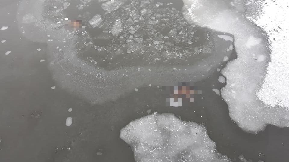 Dwa utopione psy w Gdańsku