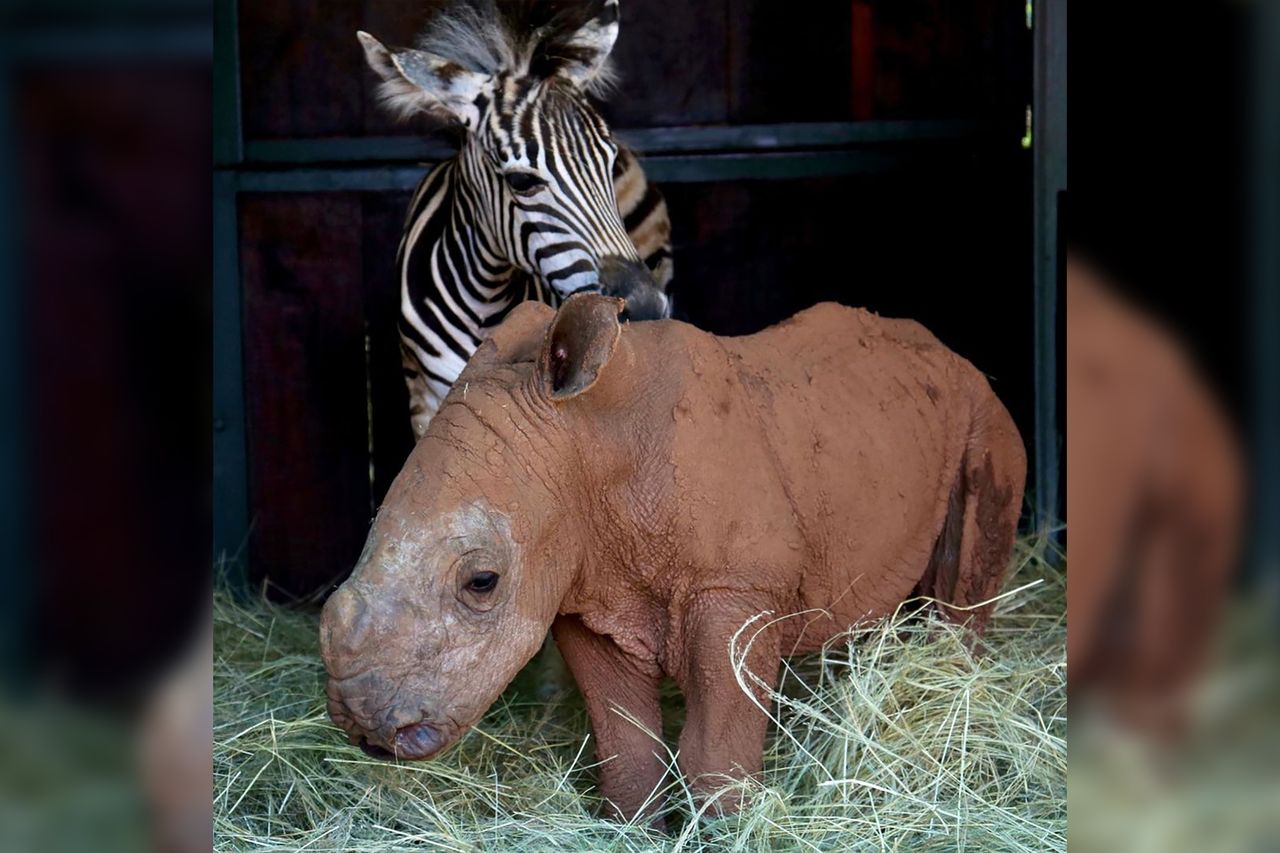 Przeurocze zdjęcia parki nietypowych przyjaciół. Zebra i mały nosorożec są nierozłączni