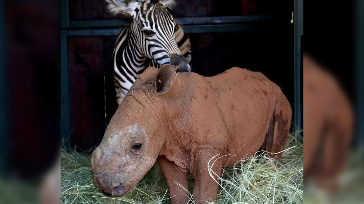 Przeurocze zdjęcia parki nietypowych przyjaciół. Zebra i mały nosorożec są nierozłączni 1