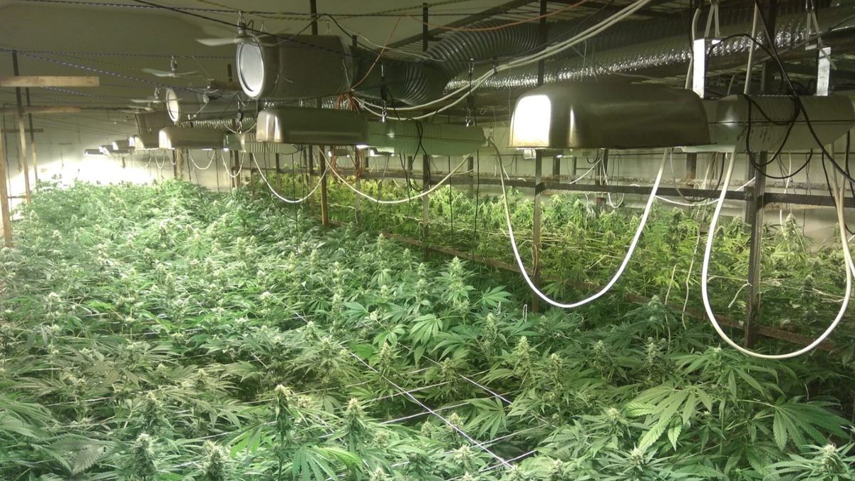 Miał hodować pieczarki. Okazało się, że miał plantację konopi indyjskich 