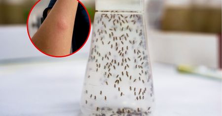 Najlepiej odstrasza insekty. Będą trzymać się z daleka