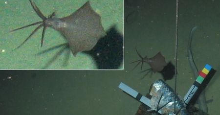 Niezwykłe stworzenie na dnie oceanu. Kałamarnica odkryta ponad 6 km pod wodą