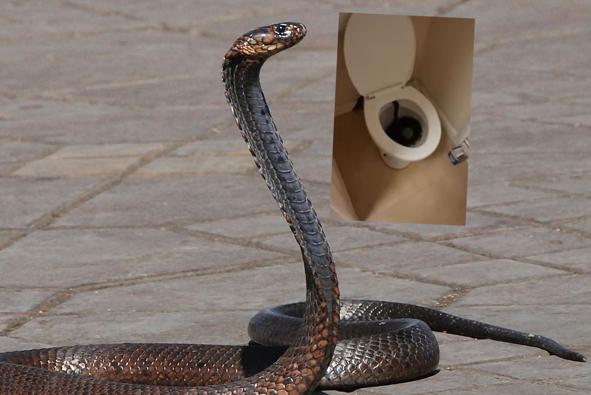 Wielka Brytania. Wąż w toalecie zaskoczył 34-latkę 
