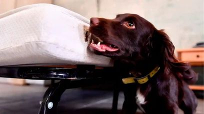 Psy ratują przemysł hotelarski. Czułe nosy narzędziem na medal