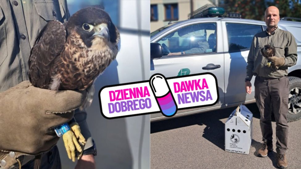 Sokół Leszy uratowany po raz drugi. Co się stało?
