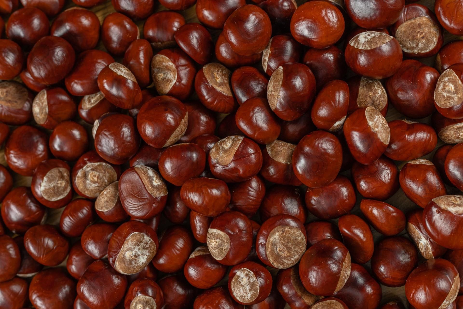 Wyciągi z kasztanów poprawiają krążenie krwi oraz wzmacniają naczynia krwionośne