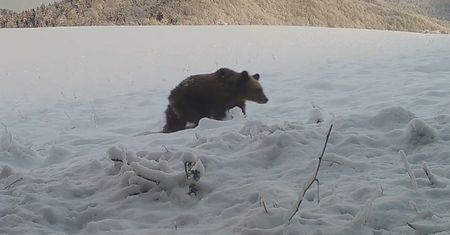 Zima w Bieszczadach. Leśnicy publikują niezwykłe nagrania z fotopułapek