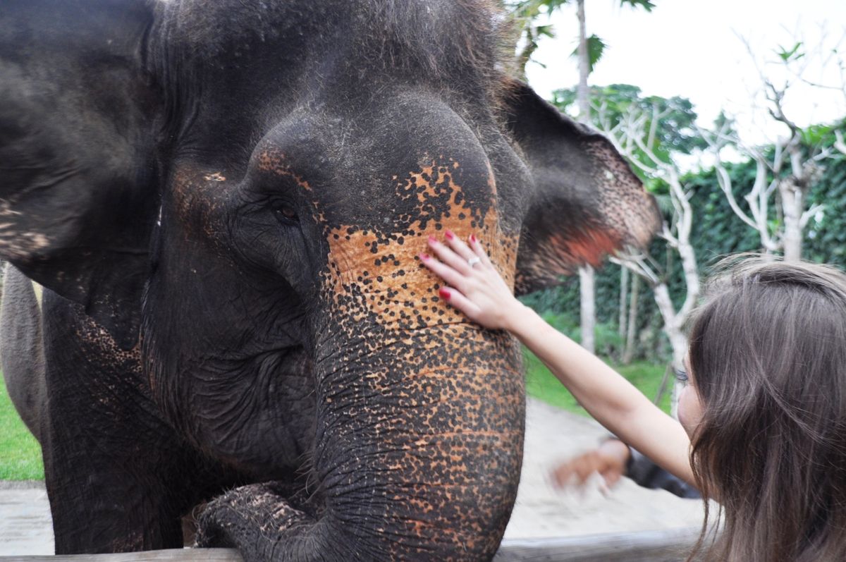 Jeden ze słoni żyjących w Indonezji - zdjęcie ilustracyjne
