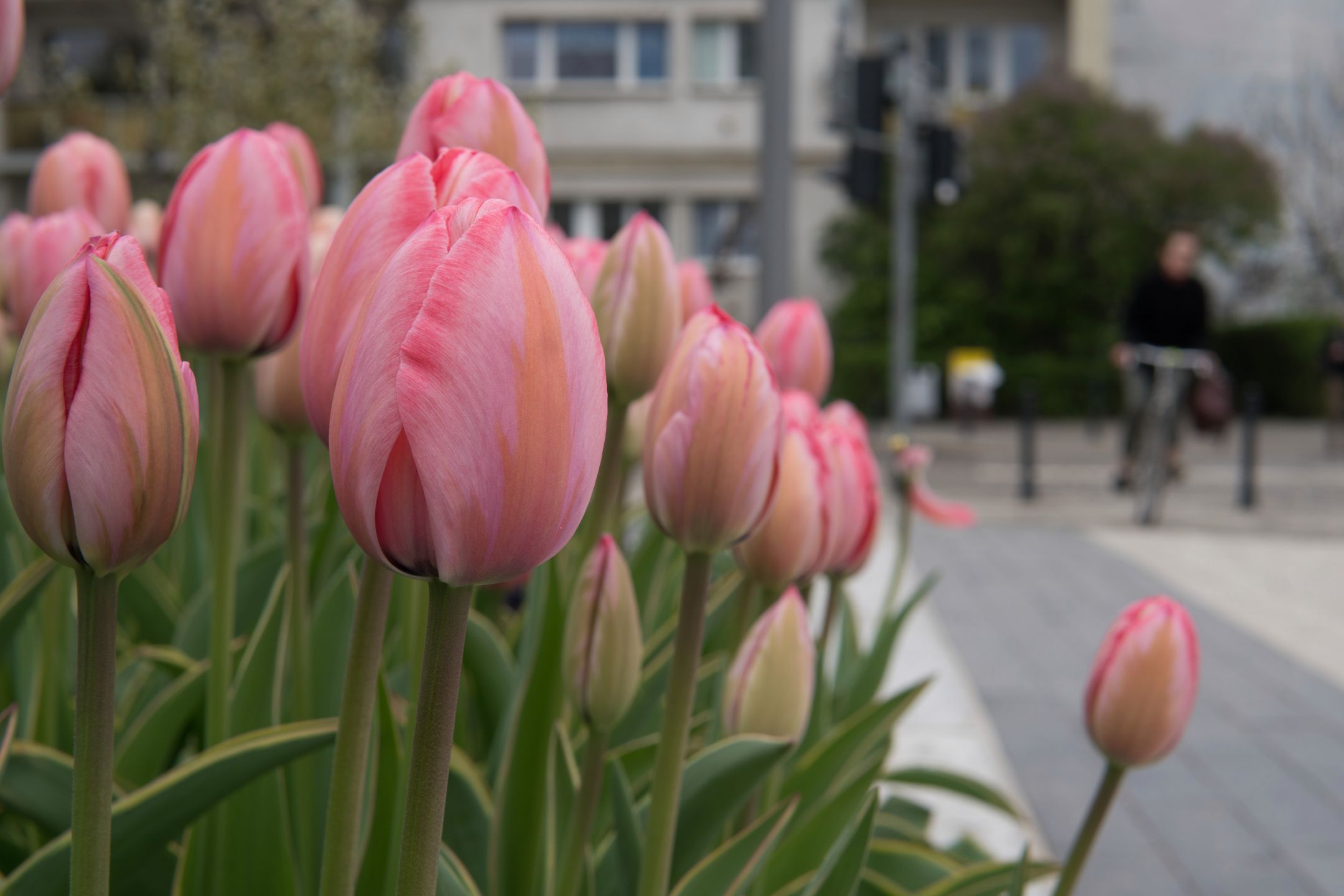 Sigma 30 mm f/1.4 DC DN - recenzja jasnego obiektywu stworzonego z myślą o bezlusterkowcach 18