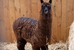 Koronawirus na świecie. Organizm lamy potrafi pokonać COVID-19. Naukowcy chcą to wykorzystać w leczeniu ludzi