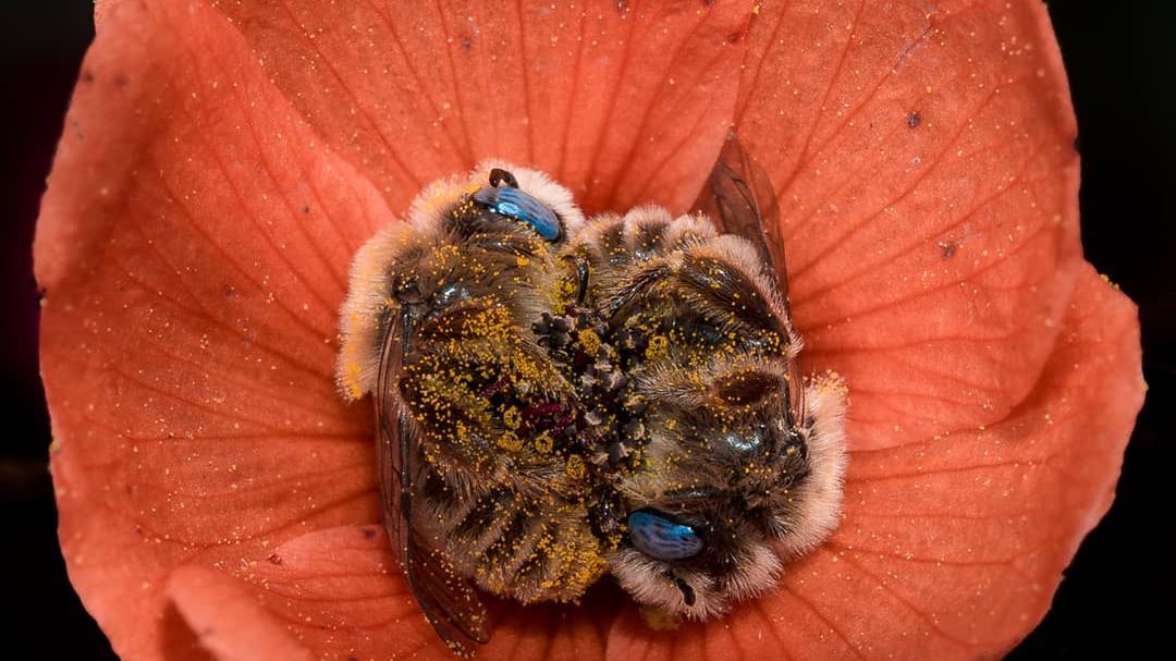 Fotograf przyłapał pszczoły na drzemce. Wyglądały uroczo 1
