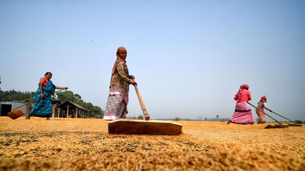 Female workers seen spreading out the Rice grain with their
SANTIPUR, WEST BENGAL, INDIA - 2021/01/17: Female workers seen spreading out the Rice grain with their rakes.
Drying of paddy grains is one of the most important step before sending them to Rice mill. By reducing the moisture level of the grain, the risk of bacteria is being kept to the minimum for storage. (Photo by Avishek Das/SOPA Images/LightRocket via Getty Images)
SOPA Images
rice, rice grain, rice mill, food processing, processing field, female, santipur