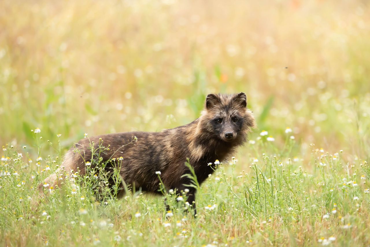 Tatry: Jenoty znów uchwycone przez fotopułapkę