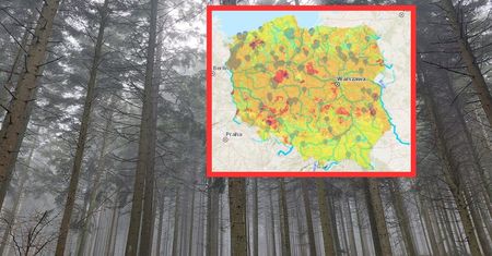 Drzewa się "gotują". Leśnik mówi, co to oznacza. "Polska stepowieje"