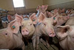 Mało chętnych do pracy przy korycie. A zarobki kuszą