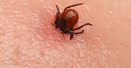Wabi kleszcze jak magnes. Nigdy nie zabieraj go do lasu