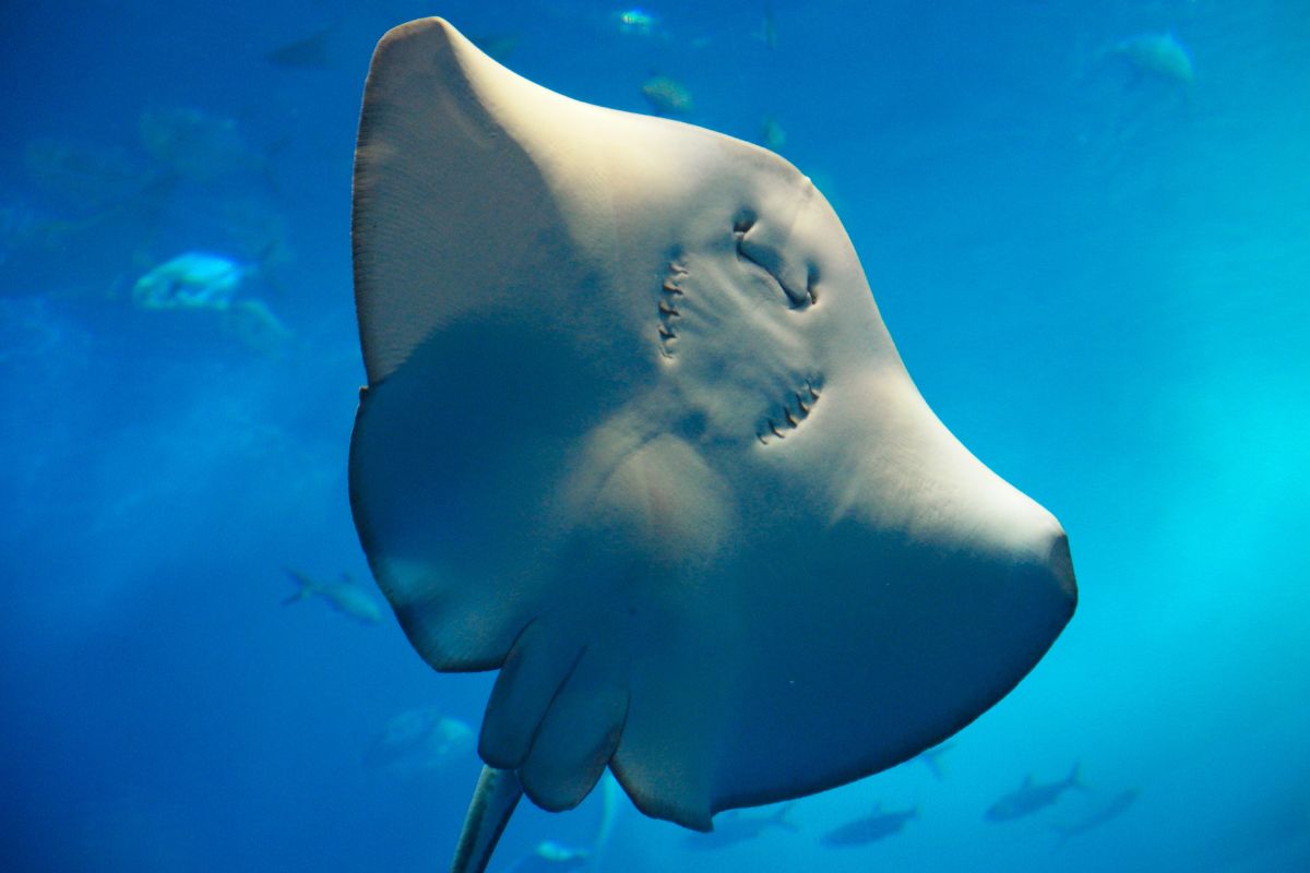 The stingray is an endangered species.