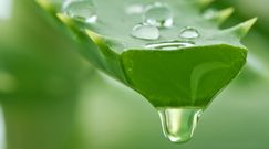 Uprawiaj aloes w domu. To łatwe