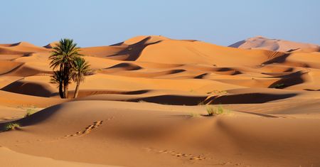 Sahara pełna ryb. Naukowcy przedstawiają wyniki nowych badań