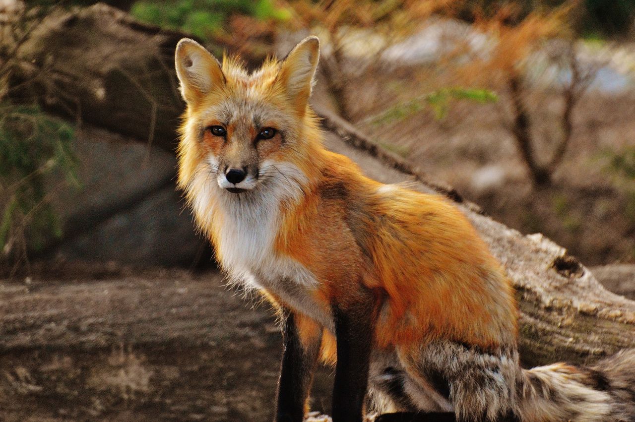 Firefox 66 już jest, domyślnie blokuje odtwarzanie wszystkich filmów z dźwiękiem