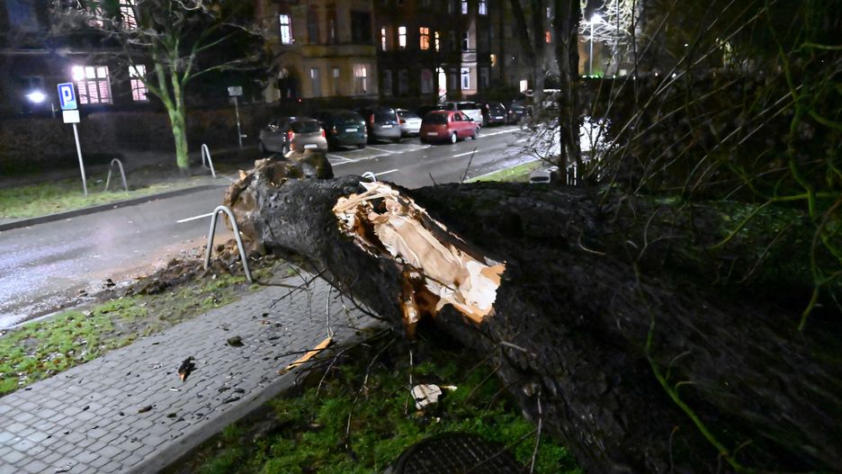 Tragedia w Opolu. Konar przygniótł kobietę 